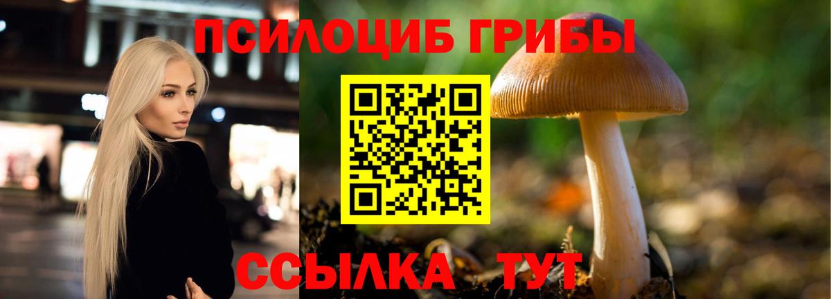 Тында  Псилоцибиновые грибы Cubensis  Вход с VPN 